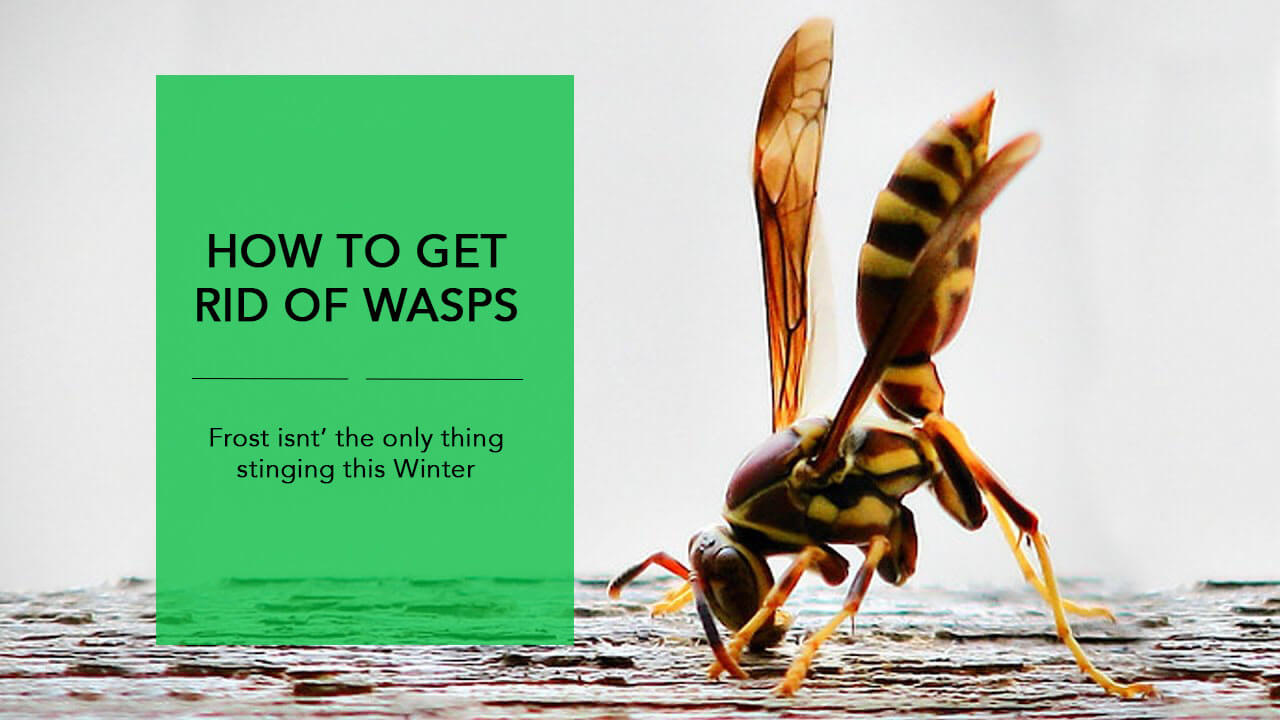 Wasps