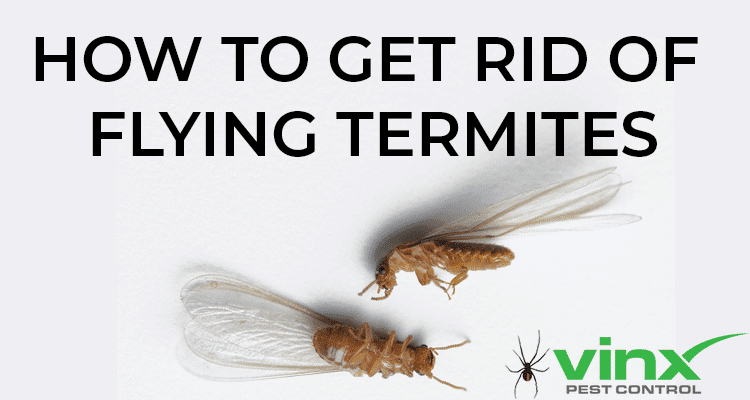 How to Get Rid of Flying Termites