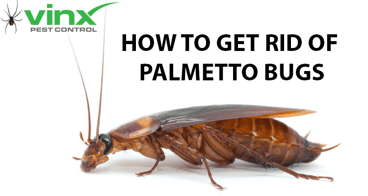 How To Get Rid of Palmetto Bugs