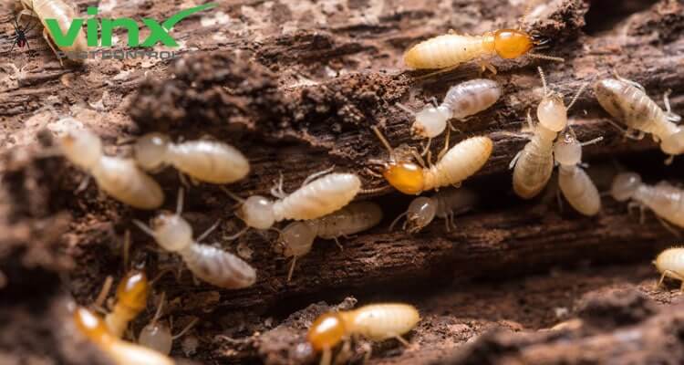 How much does termite treatment cost?