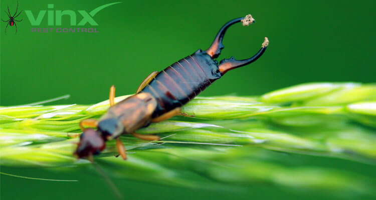 How to Get Rid of Earwigs