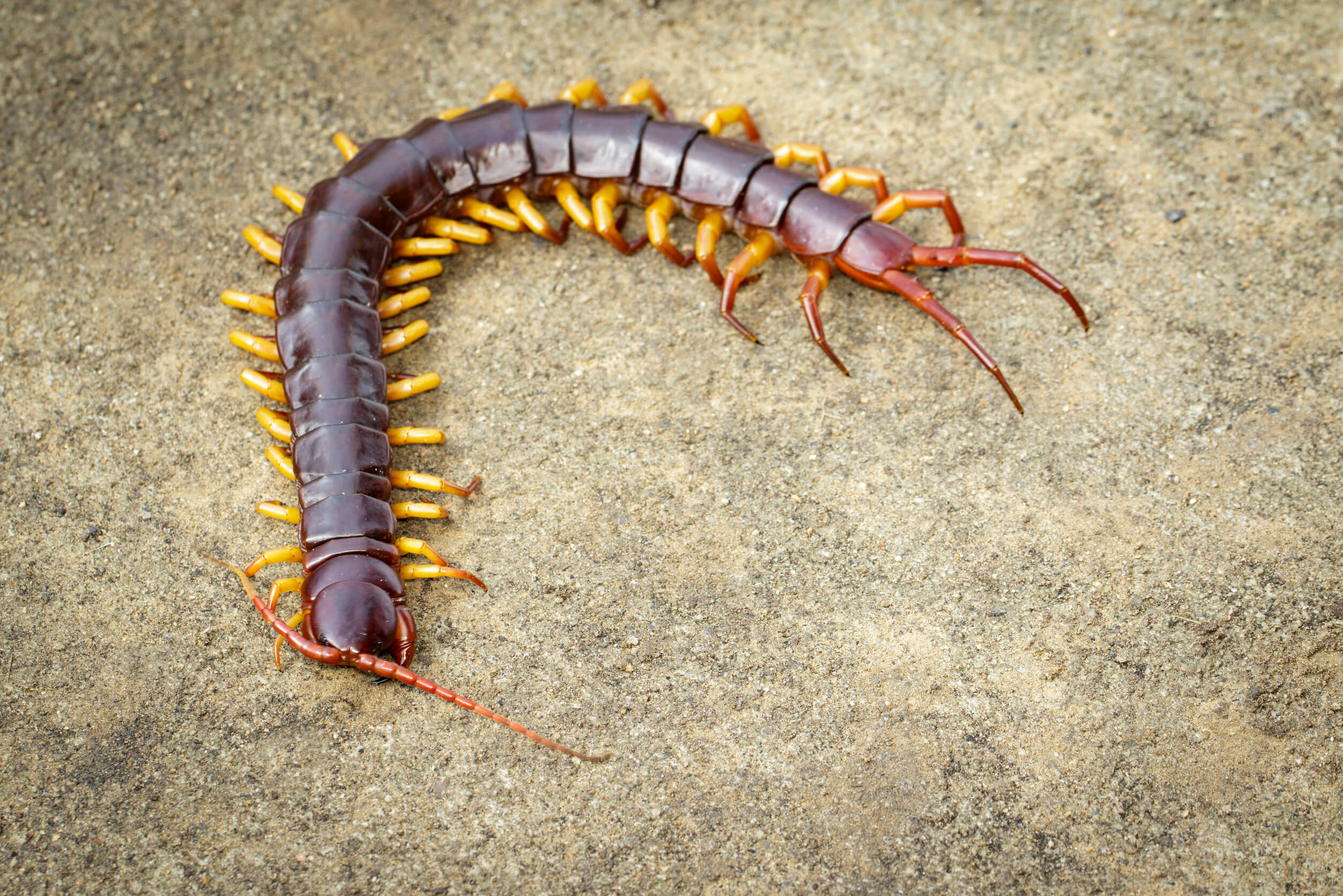 Are Centipedes Poisonous?