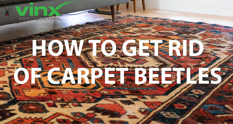 How to get rid of carpenter beetles