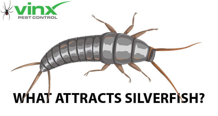 What Attracts Silverfish?