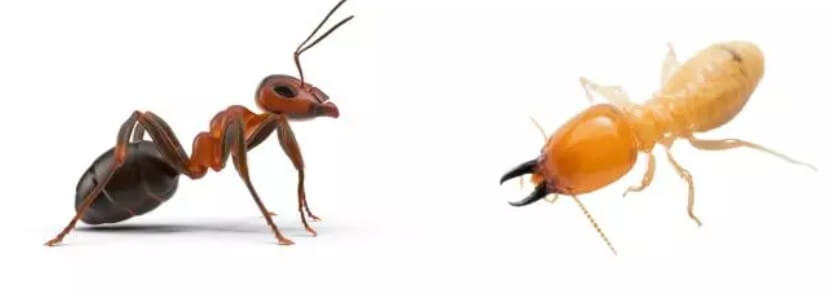 Ant and Termite