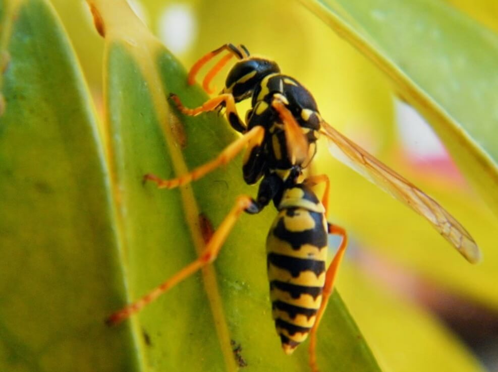 Wasp Control Tips