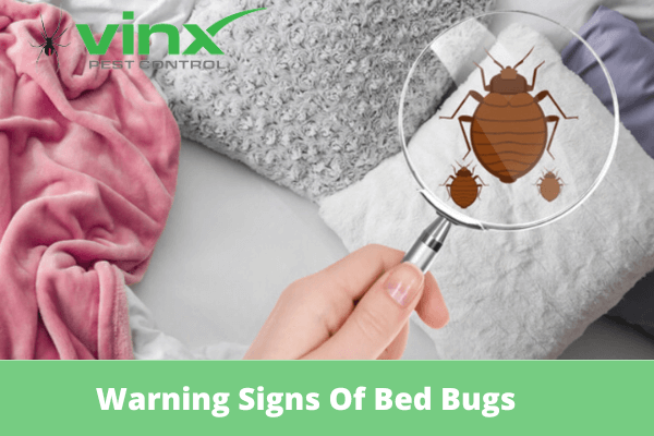 Warning Signs of Bed Bugs