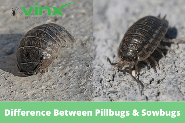 Difference Between Pillbugs And Sowbugs