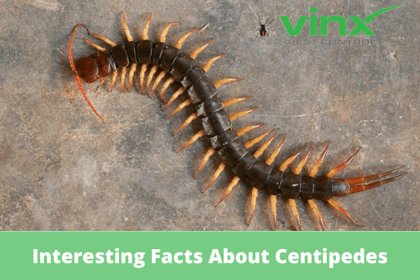 Centipedes