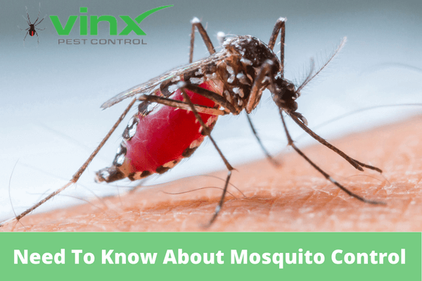 Need To Know About Mosquito Control In North Charleston