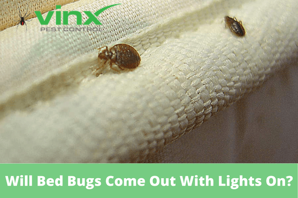 Will Bed Bugs Come Out With Lights On