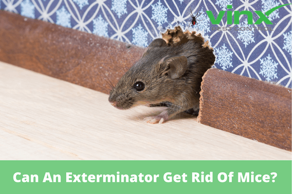 Can An Exterminator Get Rid Of Mice