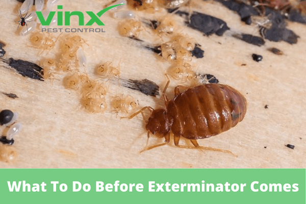 What To Do Before Exterminator Comes