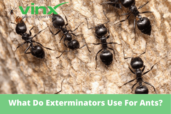 What Do Exterminators Use For Ants