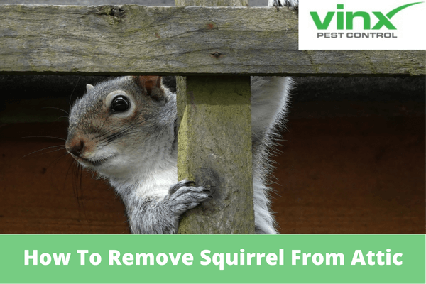 How To Remove Squirrel From Attic