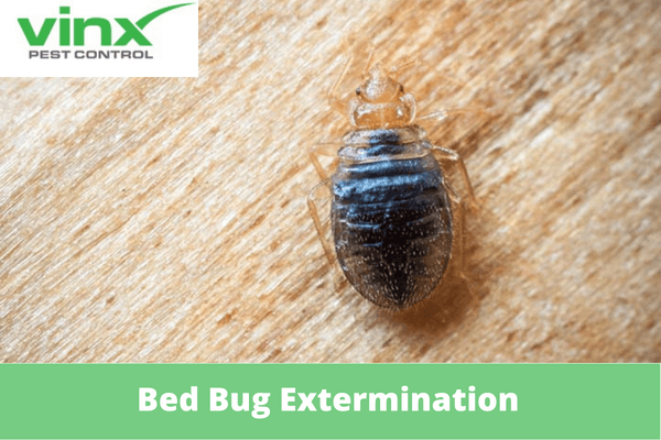 Bed Bug Extermination