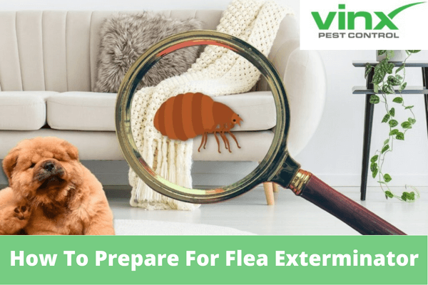 How To Prepare For Flea Exterminator