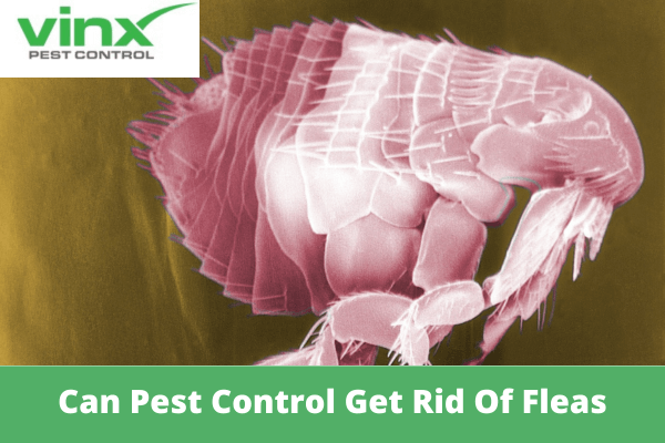 Can Pest Control Get Rid Of Fleas