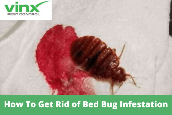 How To Get Rid of Bed Bug Infestation