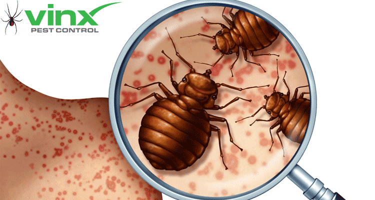 How to identify bed bug bites
