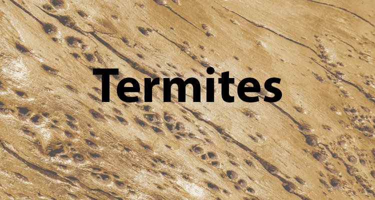 Termite Swarming Season Dallas TX