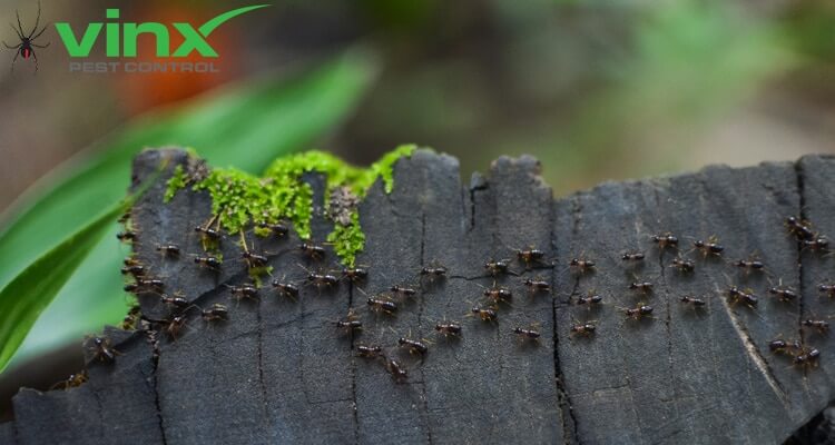 Carpenter Ants and Termites
