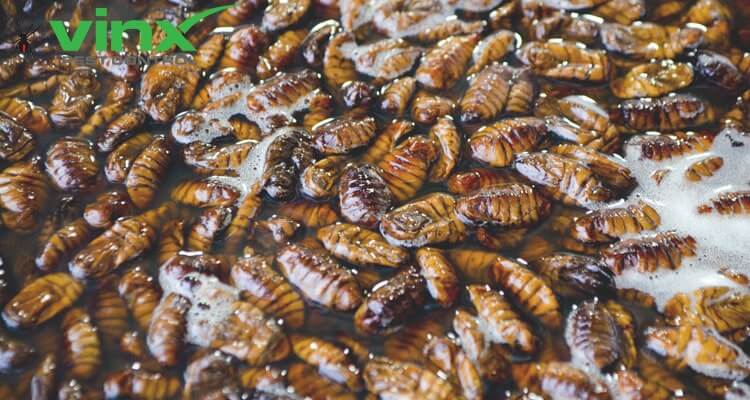 How to Get Ride of a Roach Infestation