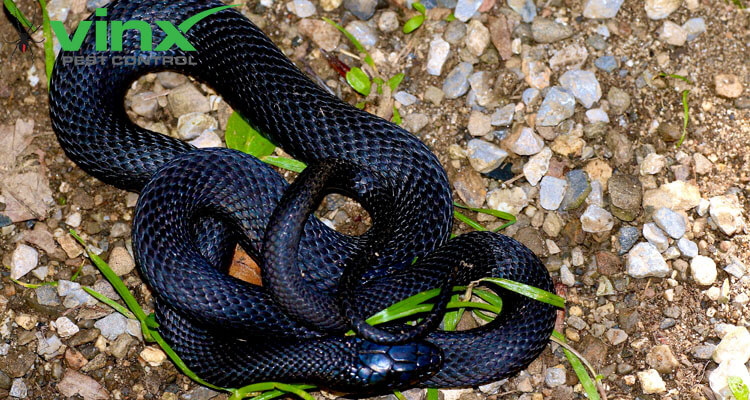 Black Snake in South Carolina