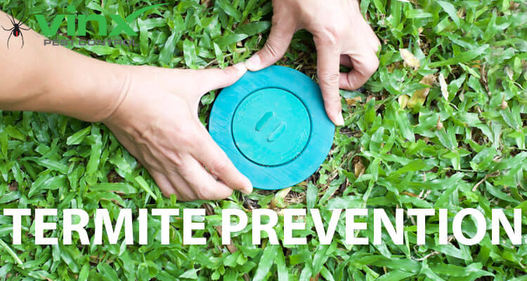 Termite Prevention