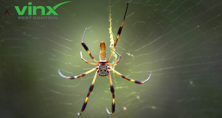 Banana spider on a web