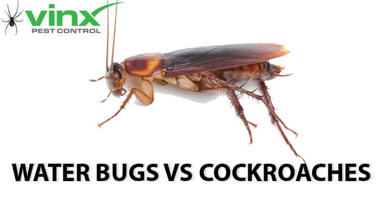 Water Bugs vs Cockroaches