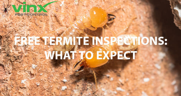 Free Termite Inspections: What To Expect