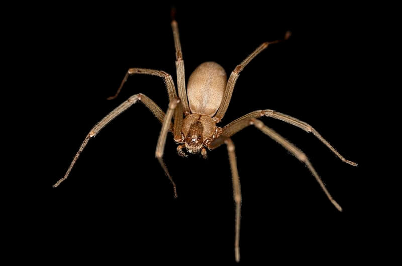 Brown Recluse Spiders