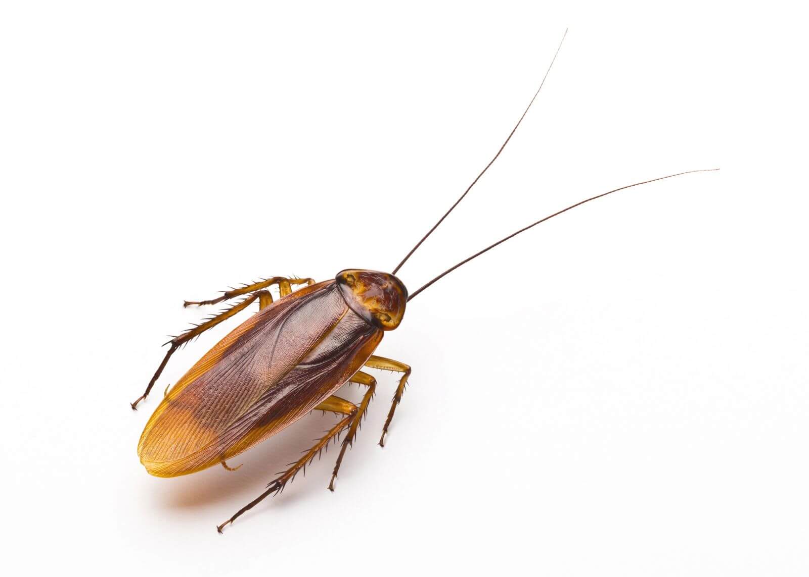 Cockroaches