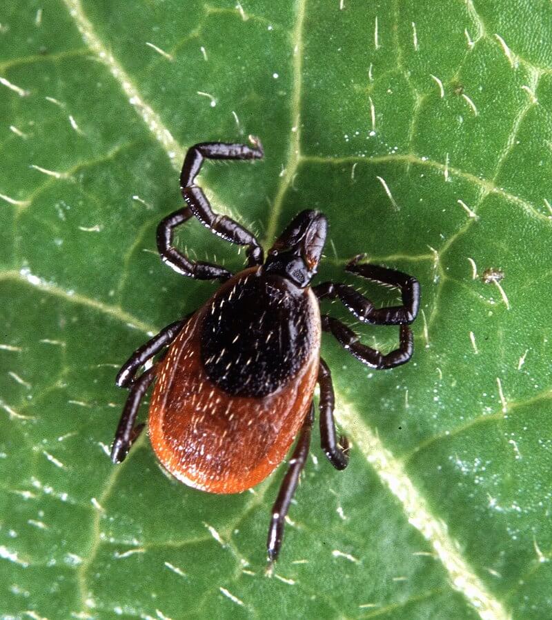 Blacklegged "Deer" Tick Ixodes Scapularis