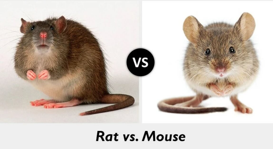 rat vs mouse