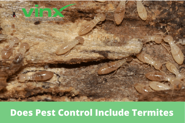 Does Pest Control Include Termites
