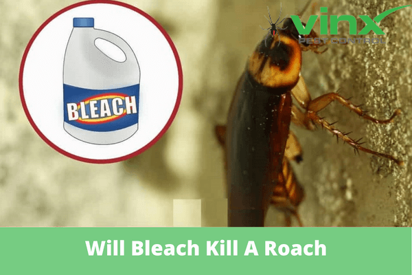 Will Bleach Kill A Roach