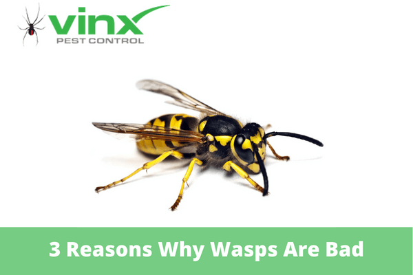 Reasons Why Wasps Are Bad
