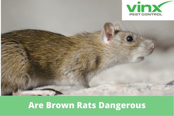 Are Brown Rats Dangerous
