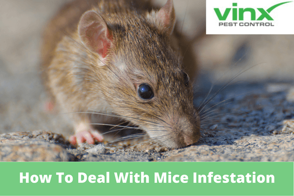 How To Deal With Mice Infestation