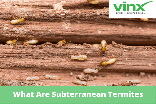What Are Subterranean Termites