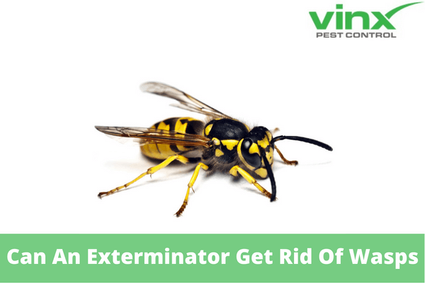 Can An Exterminator Get Rid Of Wasps