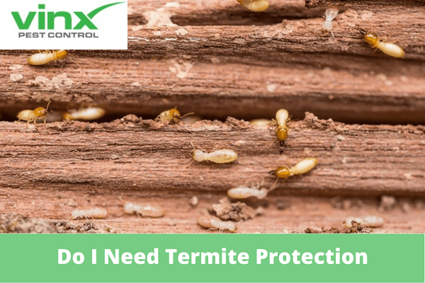 Do I Need Termite Protection