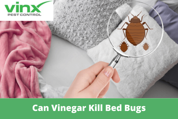 Can Vinegar Kill Bed Bugs