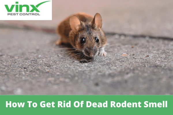 How To Get Rid Of Dead Rodent Smell
