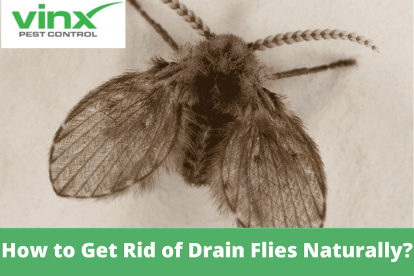 How to Get Rid of Drain Flies Naturally?